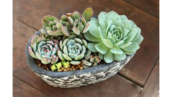 阳台种多肉植物风水好吗-主题美化网