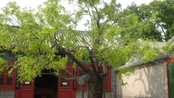 院子里种植枣树的风水好处-主题美化网