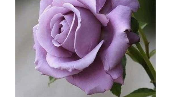 处女座最喜欢哪种颜色的玫瑰？-主题美化网