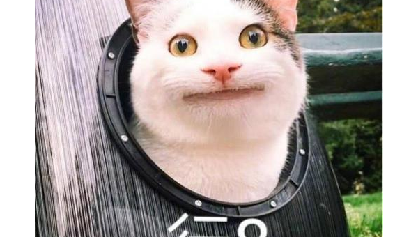 摩羯座心仪的宠物松狮犬性格-主题美化网