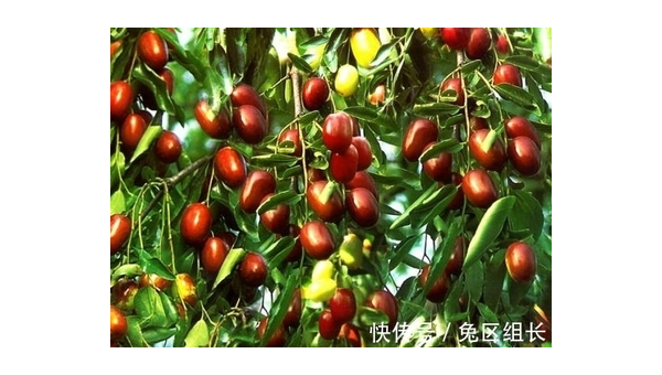 院子里养兔子的风水讲究-主题美化网