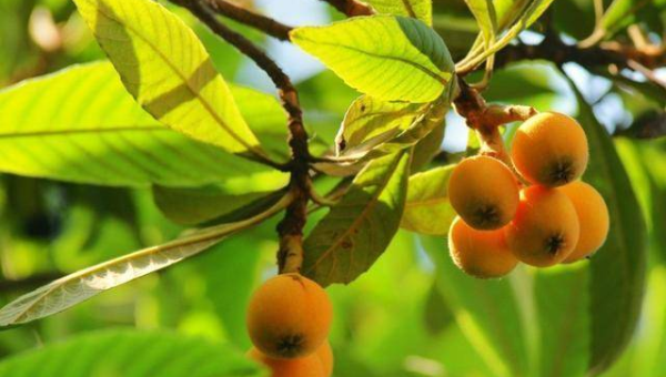 批杷树对风水的影响及解释-主题美化网