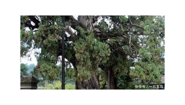 院子里种植松树的风水好处-主题美化网
