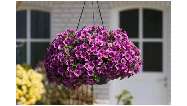 阳台种植紫薇花的北方风水分析-主题美化网