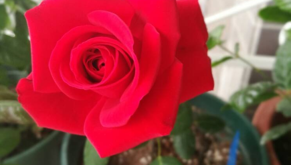 阳台种植玫瑰花的北方风水分析-主题美化网