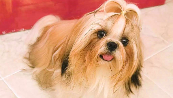 水瓶座适合饲养的宠物西施犬毛色