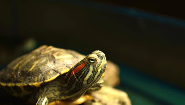 天秤座如何巧妙地处理家庭矛盾？-主题美化网