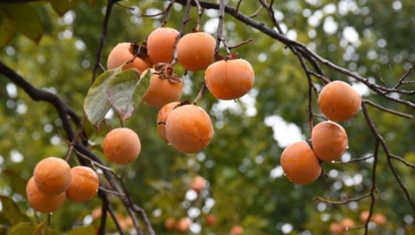 院子里种植柿树的风水好处-主题美化网