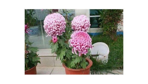 阳台种植菊花的北方风水分析-主题美化网