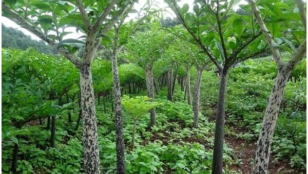 家门口种合欢树风水怎么样-主题美化网