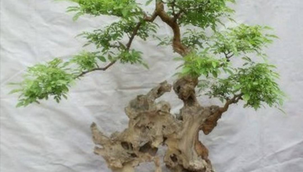 阳台种植菊花树的北方风水探讨-主题美化网