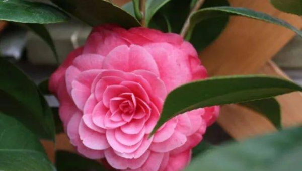 阳台种植茶花的北方风水分析-主题美化网