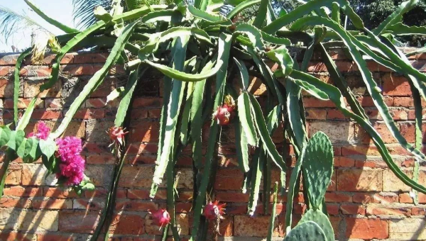 阳台种火龙果风水好吗-主题美化网