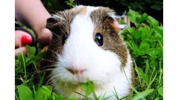 天秤座适合的宠物豚鼠品种