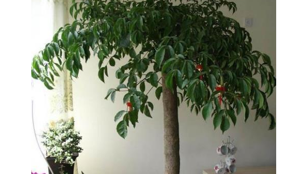 刺槐适合种在客厅吗?北方风水解析-主题美化网