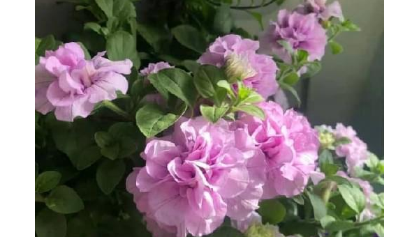 阳台种植牡丹花的北方风水探讨-主题美化网