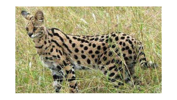 双鱼座偏爱的宠物北京犬品相-主题美化网