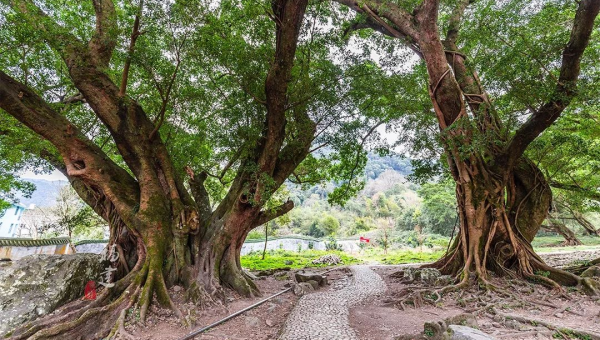 家中种植金银树的风水好处-主题美化网