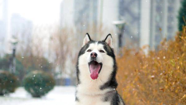 家里大门用铝合金材质风水如何-主题美化网