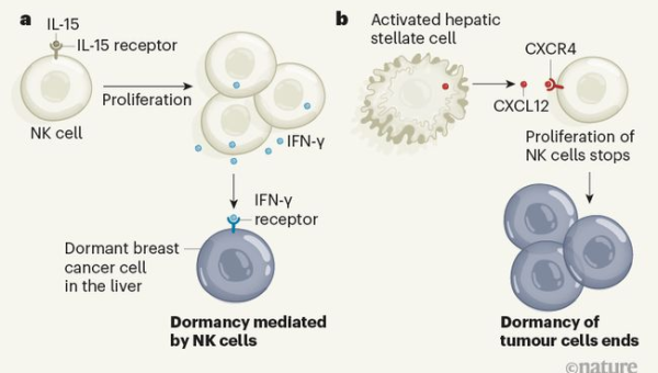 Subversion（SVN）迁移指南：从老旧版本控制系统过渡到 Git 的 5 个步骤-主题美化网