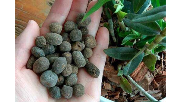 院子里养鸽子的风水讲究-主题美化网