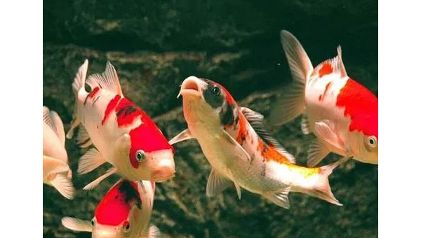 院子里养金鱼的风水讲究-主题美化网