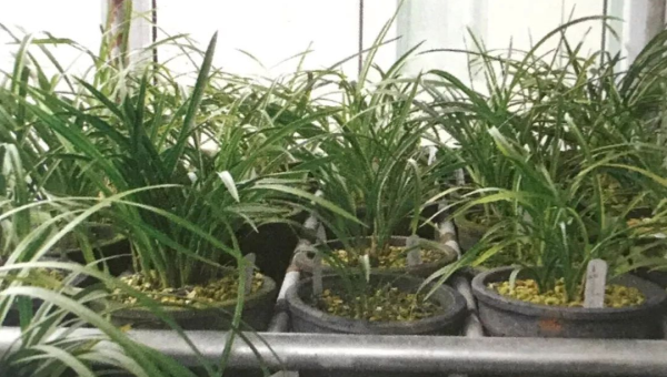 阳台种植兰花的北方风水探讨-主题美化网