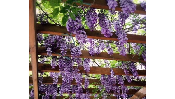 阳台种植紫藤的北方风水分析-主题美化网