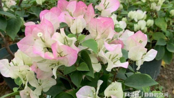 阳台种植芙蓉花的北方风水分析-主题美化网