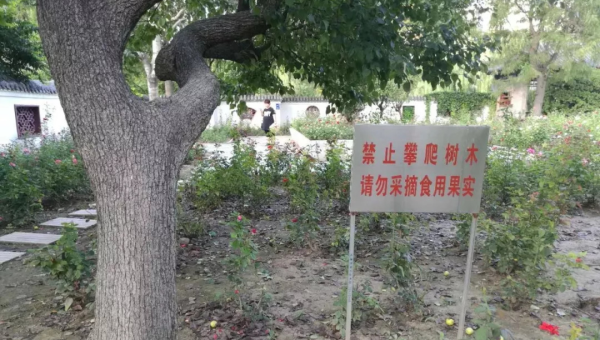 院子里种植桃树的风水意义-主题美化网