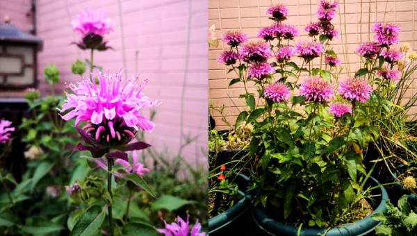 阳台种植木槿花的北方风水分析-主题美化网